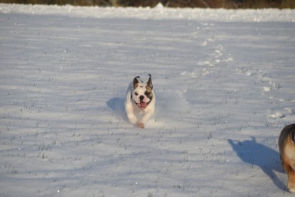 Continental Bulldogs Seeblickbulls Bilderalbum - Fietis und Resis erster Schnee