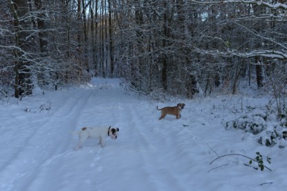 Continental Bulldogs Seeblickbulls Bilderalbum - Fietis und Resis erster Schnee