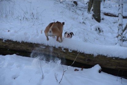 Continental Bulldogs Seeblickbulls Bilderalbum - Fietis und Resis erster Schnee