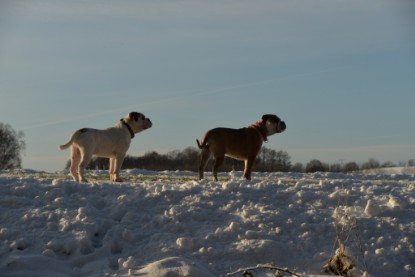 Continental Bulldogs Seeblickbulls Bilderalbum - Fietis und Resis erster Schnee