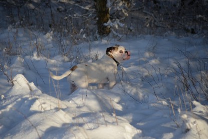 Continental Bulldogs Seeblickbulls Bilderalbum - Fietis und Resis erster Schnee