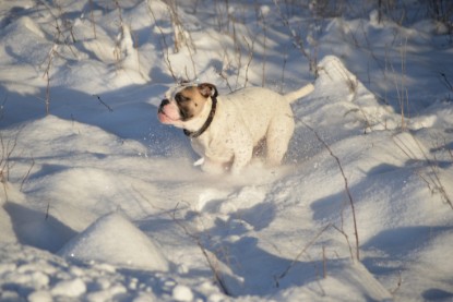 Continental Bulldogs Seeblickbulls Bilderalbum - Fietis und Resis erster Schnee