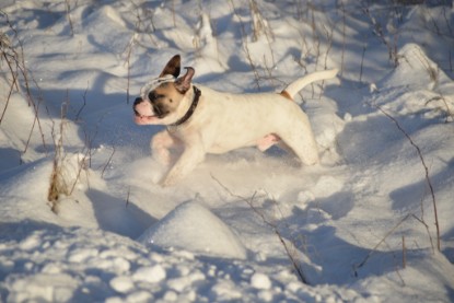 Continental Bulldogs Seeblickbulls Bilderalbum - Fietis und Resis erster Schnee