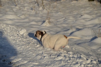 Continental Bulldogs Seeblickbulls Bilderalbum - Fietis und Resis erster Schnee