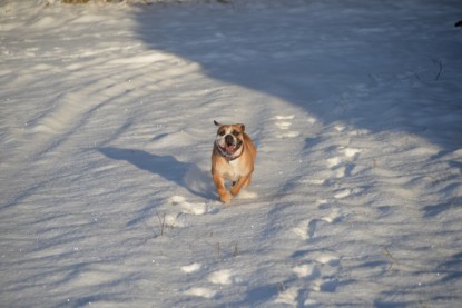 Continental Bulldogs Seeblickbulls Bilderalbum - Fietis und Resis erster Schnee