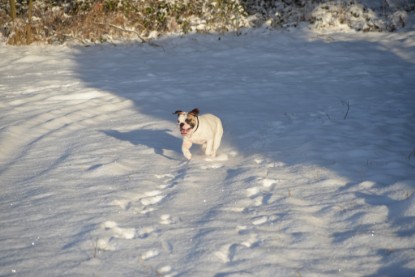 Continental Bulldogs Seeblickbulls Bilderalbum - Fietis und Resis erster Schnee