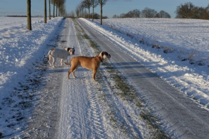 Continental Bulldogs Seeblickbulls Bilderalbum - Fietis und Resis erster Schnee