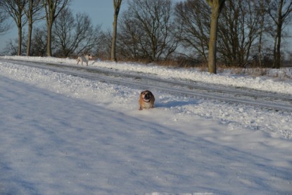 Continental Bulldogs Seeblickbulls Bilderalbum - Fietis und Resis erster Schnee