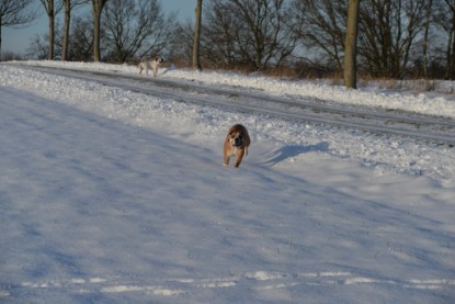 Continental Bulldogs Seeblickbulls Bilderalbum - Fietis und Resis erster Schnee