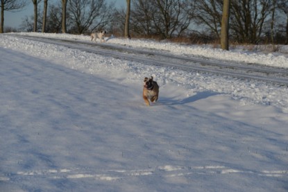 Continental Bulldogs Seeblickbulls Bilderalbum - Fietis und Resis erster Schnee