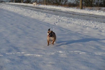 Continental Bulldogs Seeblickbulls Bilderalbum - Fietis und Resis erster Schnee