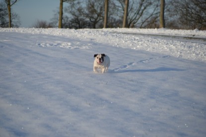 Continental Bulldogs Seeblickbulls Bilderalbum - Fietis und Resis erster Schnee