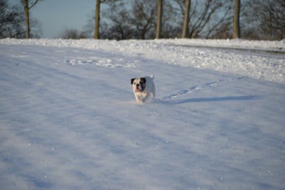 Continental Bulldogs Seeblickbulls Bilderalbum - Fietis und Resis erster Schnee