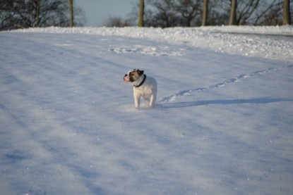 Continental Bulldogs Seeblickbulls Bilderalbum - Fietis und Resis erster Schnee