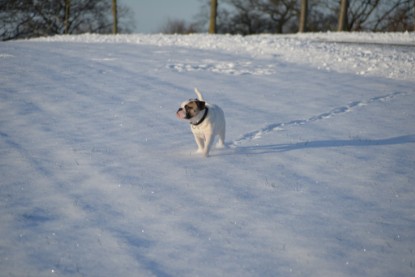 Continental Bulldogs Seeblickbulls Bilderalbum - Fietis und Resis erster Schnee