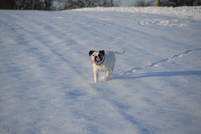 Continental Bulldogs Seeblickbulls Bilderalbum - Fietis und Resis erster Schnee