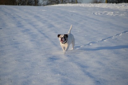 Continental Bulldogs Seeblickbulls Bilderalbum - Fietis und Resis erster Schnee