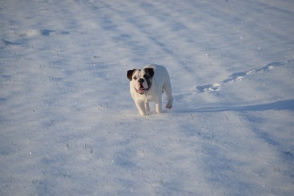 Continental Bulldogs Seeblickbulls Bilderalbum - Fietis und Resis erster Schnee