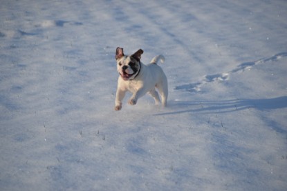 Continental Bulldogs Seeblickbulls Bilderalbum - Fietis und Resis erster Schnee