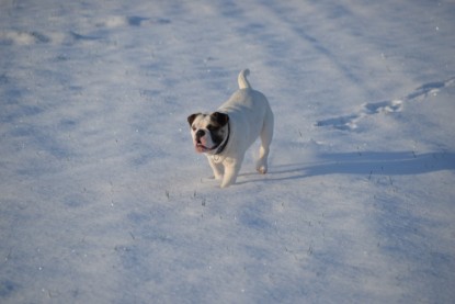 Continental Bulldogs Seeblickbulls Bilderalbum - Fietis und Resis erster Schnee