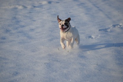 Continental Bulldogs Seeblickbulls Bilderalbum - Fietis und Resis erster Schnee