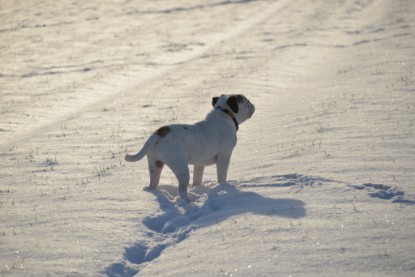 Continental Bulldogs Seeblickbulls Bilderalbum - Fietis und Resis erster Schnee