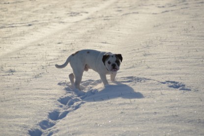 Continental Bulldogs Seeblickbulls Bilderalbum - Fietis und Resis erster Schnee