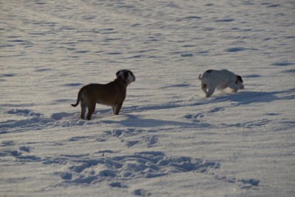 Continental Bulldogs Seeblickbulls Bilderalbum - Fietis und Resis erster Schnee