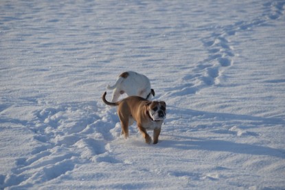 Continental Bulldogs Seeblickbulls Bilderalbum - Fietis und Resis erster Schnee