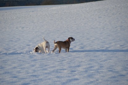 Continental Bulldogs Seeblickbulls Bilderalbum - Fietis und Resis erster Schnee