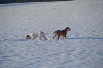 Continental Bulldogs Seeblickbulls Bilderalbum - Fietis und Resis erster Schnee