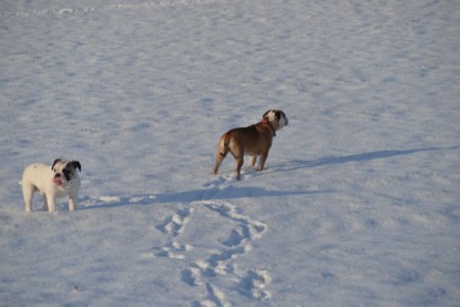 Continental Bulldogs Seeblickbulls Bilderalbum - Fietis und Resis erster Schnee