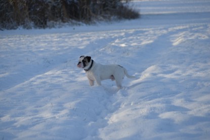 Continental Bulldogs Seeblickbulls Bilderalbum - Fietis und Resis erster Schnee