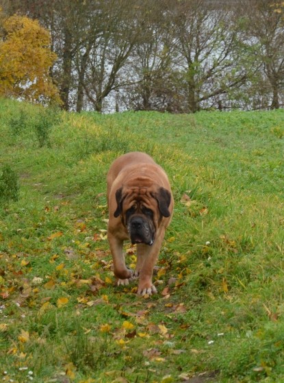 Continental Bulldogs Seeblickbulls Bilderalbum - Kurztrip am 07.11.2015