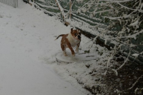 Continental Bulldogs Seeblickbulls Bilderalbum - im Schnee am 18.01.2018