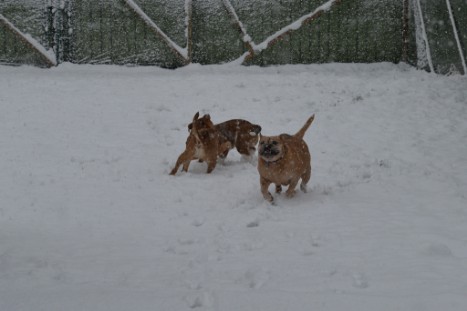 Continental Bulldogs Seeblickbulls Bilderalbum - im Schnee am 18.01.2018