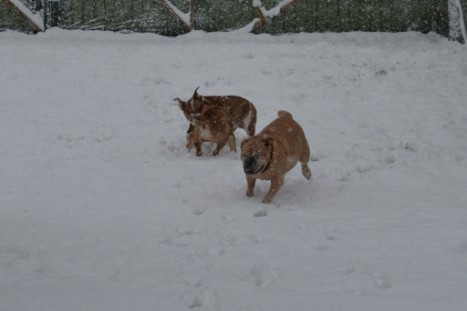 Continental Bulldogs Seeblickbulls Bilderalbum - im Schnee am 18.01.2018