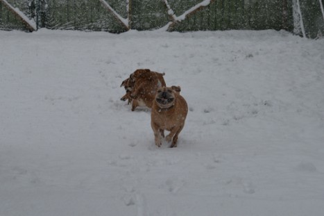 Continental Bulldogs Seeblickbulls Bilderalbum - im Schnee am 18.01.2018