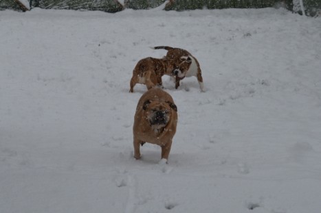 Continental Bulldogs Seeblickbulls Bilderalbum - im Schnee am 18.01.2018