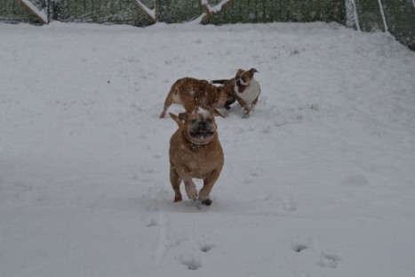 Continental Bulldogs Seeblickbulls Bilderalbum - im Schnee am 18.01.2018