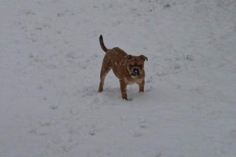 Continental Bulldogs Seeblickbulls Bilderalbum - im Schnee am 18.01.2018