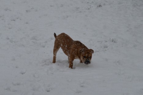 Continental Bulldogs Seeblickbulls Bilderalbum - im Schnee am 18.01.2018