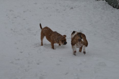 Continental Bulldogs Seeblickbulls Bilderalbum - im Schnee am 18.01.2018