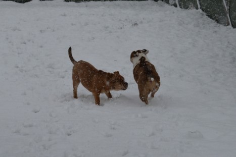 Continental Bulldogs Seeblickbulls Bilderalbum - im Schnee am 18.01.2018