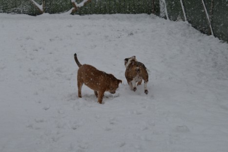 Continental Bulldogs Seeblickbulls Bilderalbum - im Schnee am 18.01.2018