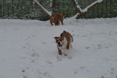 Continental Bulldogs Seeblickbulls Bilderalbum - im Schnee am 18.01.2018