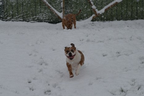 Continental Bulldogs Seeblickbulls Bilderalbum - im Schnee am 18.01.2018