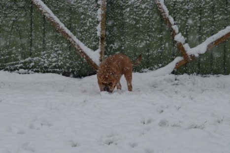 Continental Bulldogs Seeblickbulls Bilderalbum - im Schnee am 18.01.2018