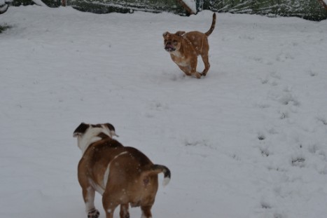 Continental Bulldogs Seeblickbulls Bilderalbum - im Schnee am 18.01.2018