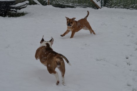 Continental Bulldogs Seeblickbulls Bilderalbum - im Schnee am 18.01.2018